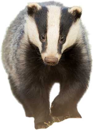 Badger