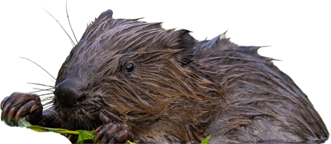 Beaver