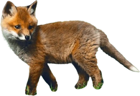 Fox