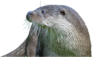 Otter